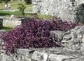wandering jew ، purple secretia ، purple queen